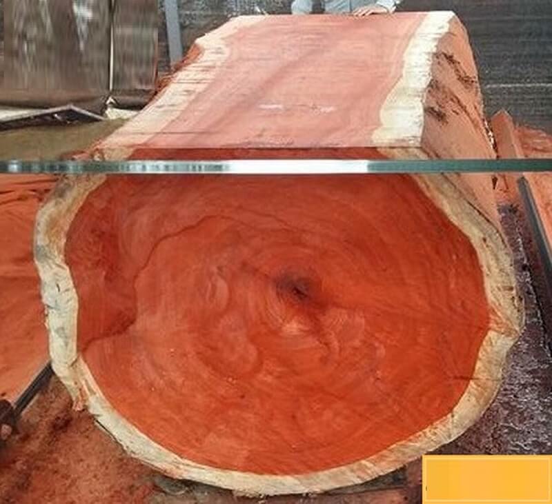 Tìm hiểu thông tin tổng quát về loài gỗ quý hiếm hương huyết