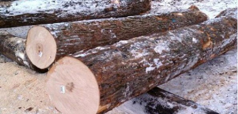 Giá trị thực sự của gỗ Maple với người dùng 