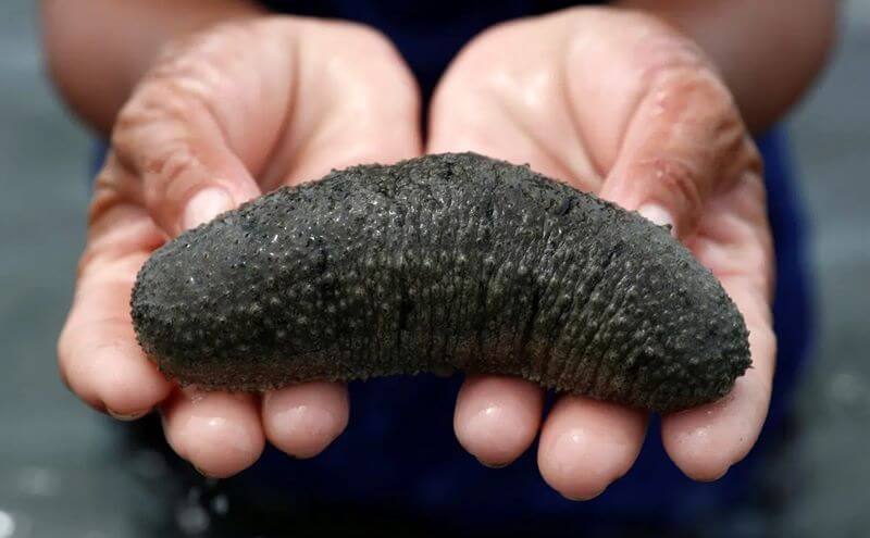 Sâm biển là gì?