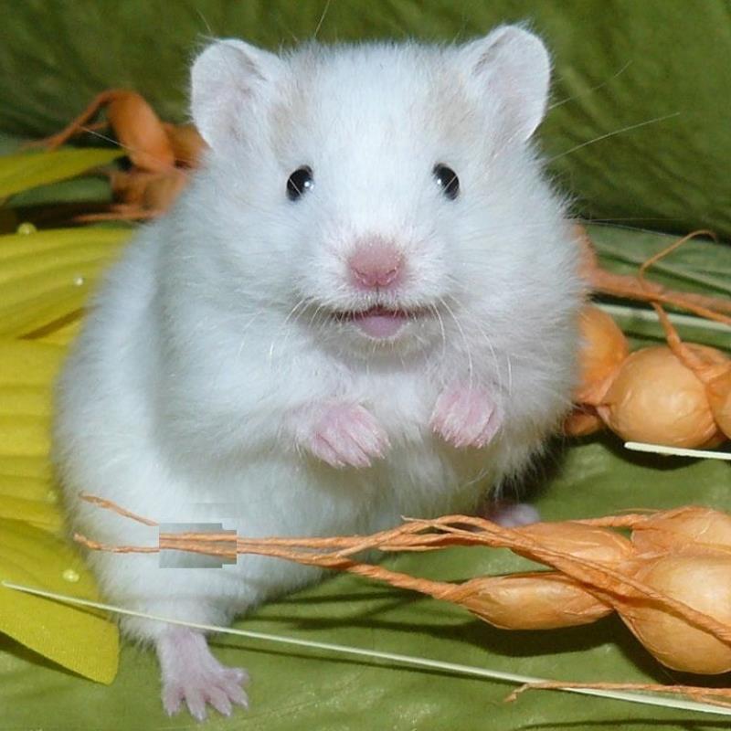 Chuột hamster có nhiều màu sắc khác nhau