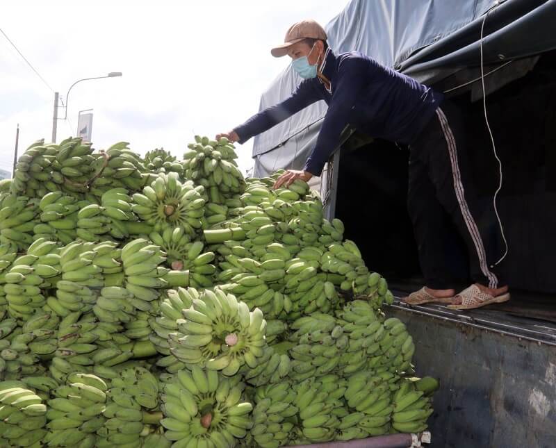 Hàng hóa trên thị trường được lưu thông nhờ thương lái