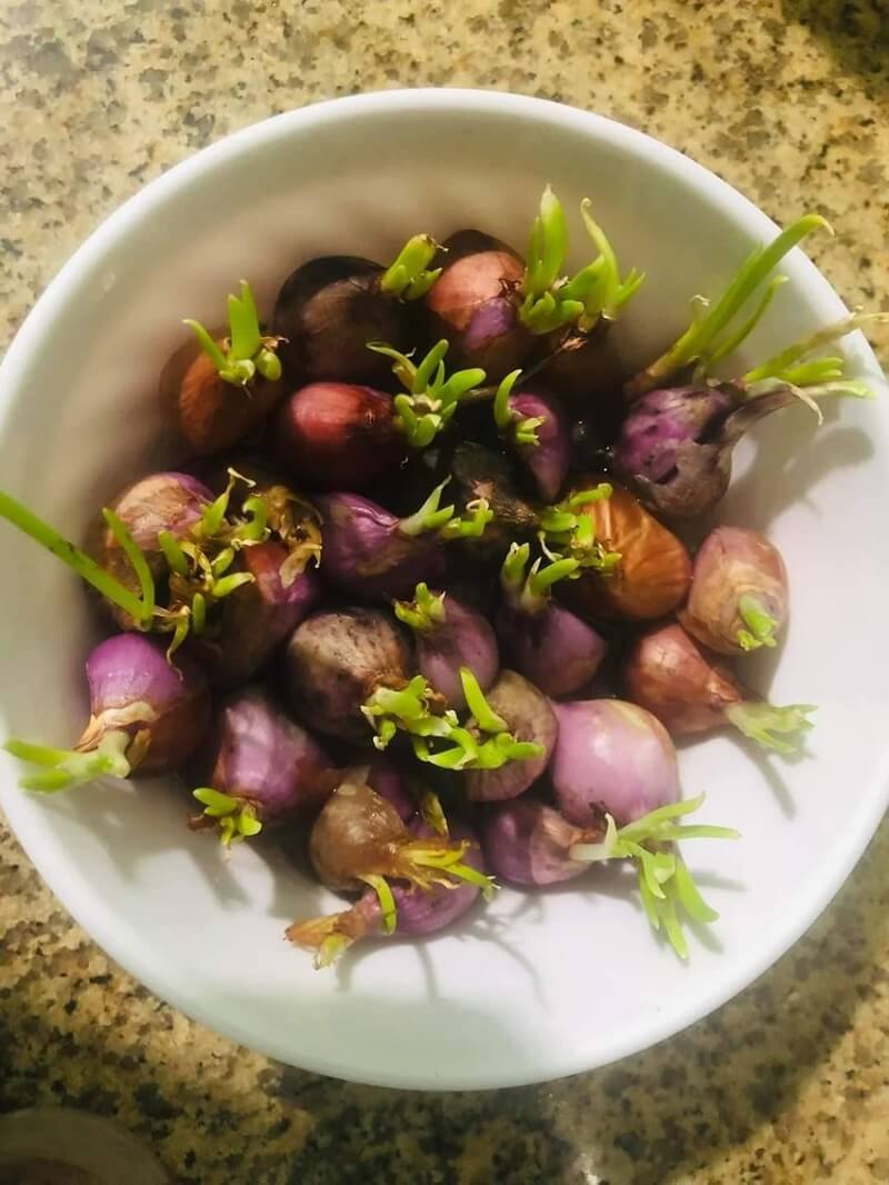 Hành mọc mầm ăn không còn được thơm ngon như ban đầu