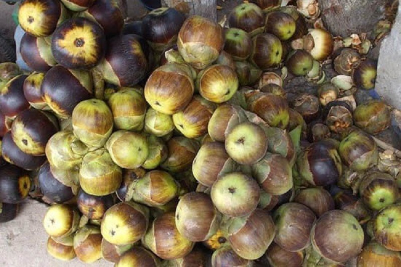 Quá trình sơ chế như thế nào