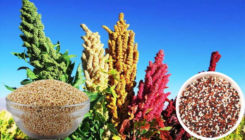 Tìm hiểu hạt diêm mạch là gì