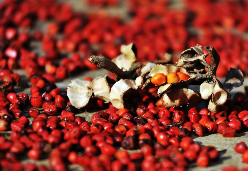 Đặc điểm của hạt dổi