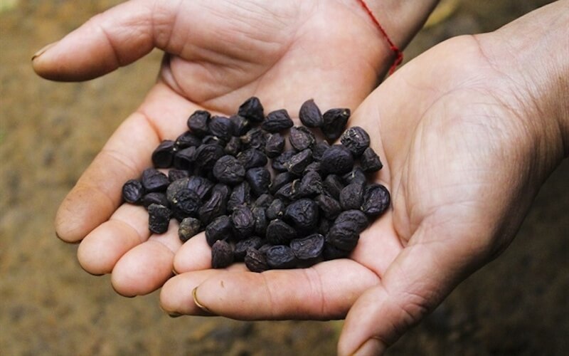 Lưu ý khi dùng hạt dổi