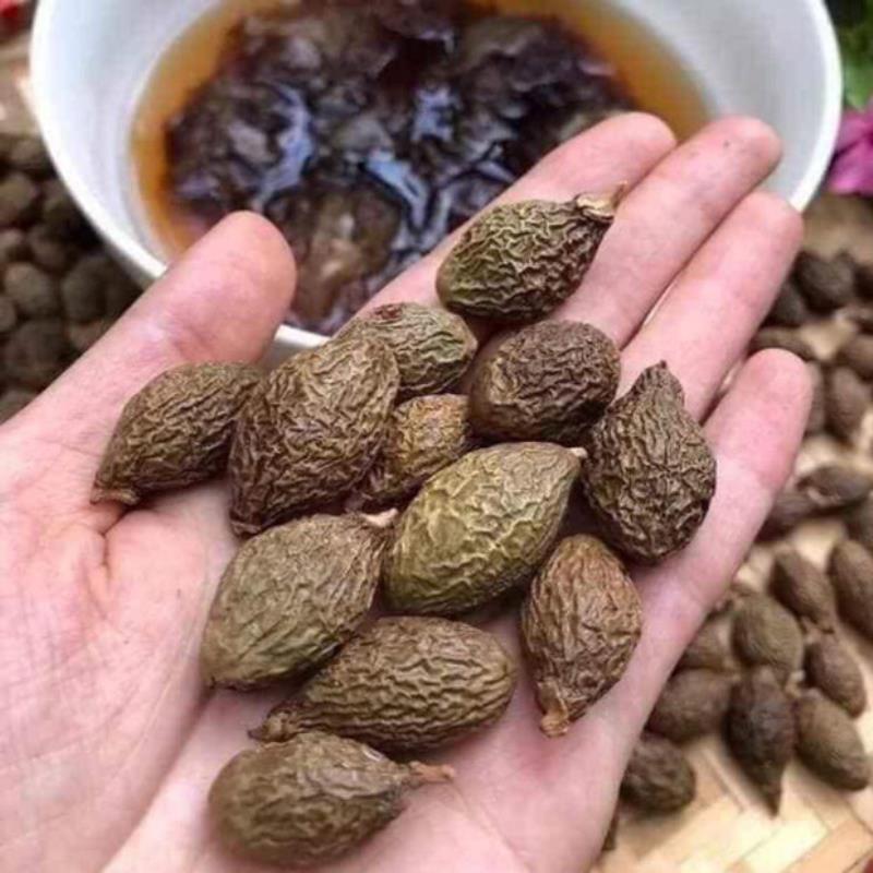 Hạt đười ươi là hạt gì