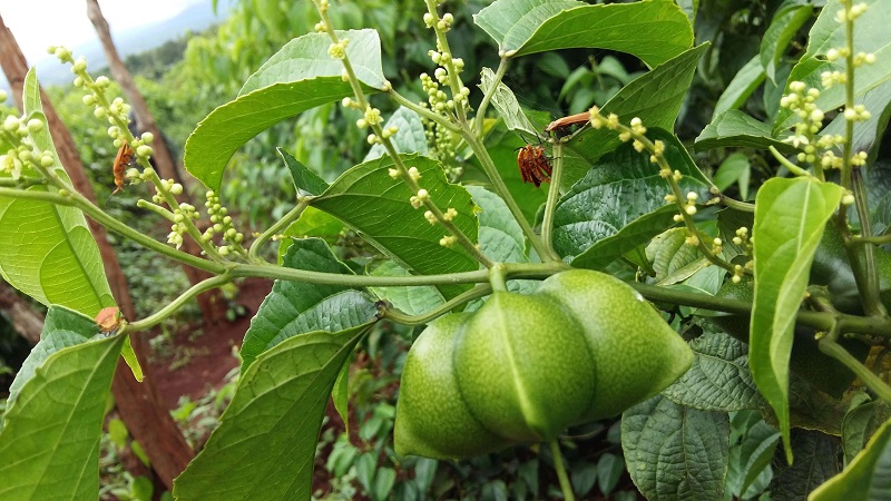 Đặc điểm cây sachi