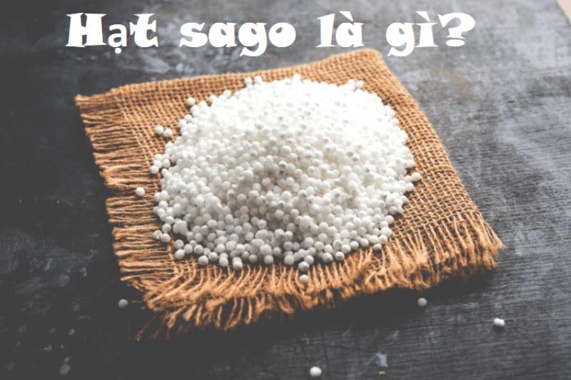Hạt sago là gì và giá trị dinh dưỡng của hạt sago