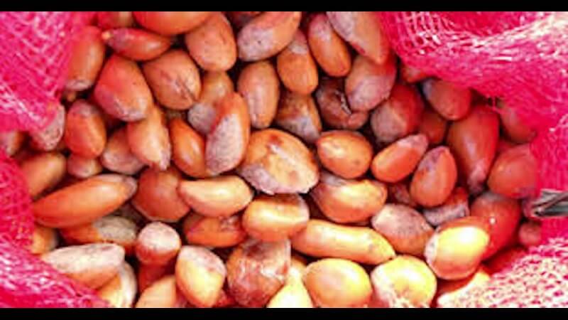 Ăn xong bạn chớ bỏ hạt sầu riêng đi kẻo phí