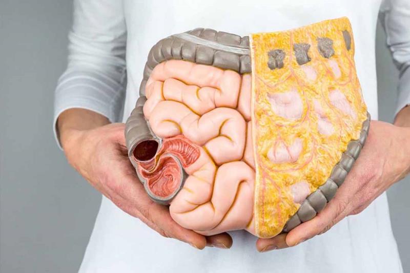 Hệ tiêu hóa gồm những cơ quan nào?