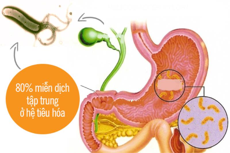 Hệ tiêu hóa hoạt động như thế nào