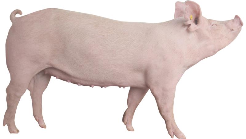 Cát lợn thường được tìm thấy ở những con heo nái sống lâu năm