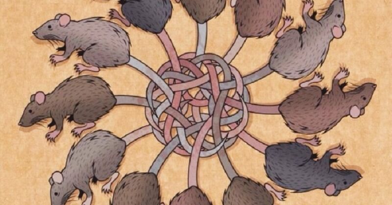 Hiện tượng vua chuột rất hiếm gặp