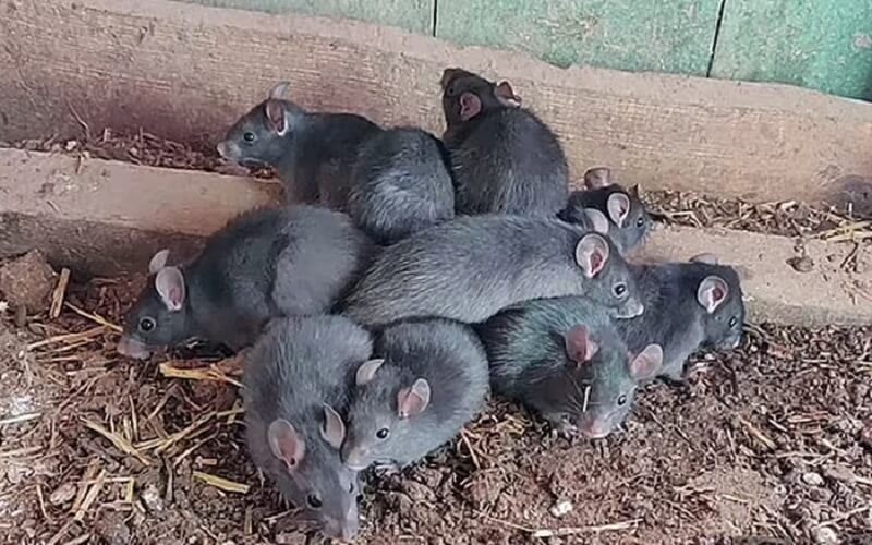 Hình ảnh minh họa hiện tượng vua chuột