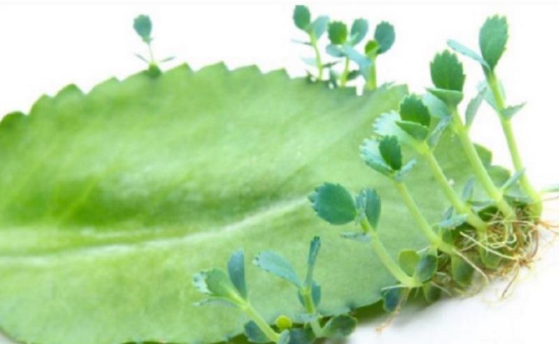 Hình thức sinh sản mọc chồi