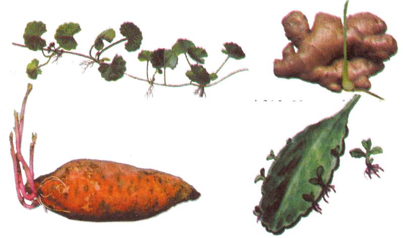 Hình thức sinh sản phân mảnh