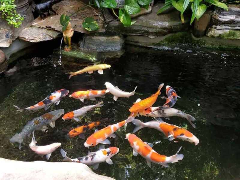 Cá Koi được những người chơi cá cảnh rất yêu thích