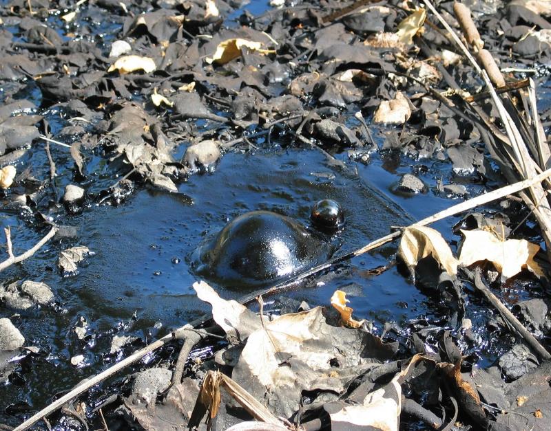 Hóa thạch động vật được tìm thấy trong hố nhựa đường La Brea