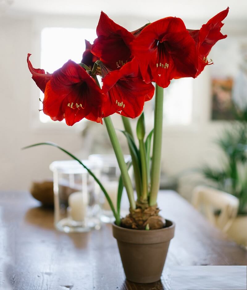 Hoa Amaryllis là tên gọi của hoa loa kèn đỏ