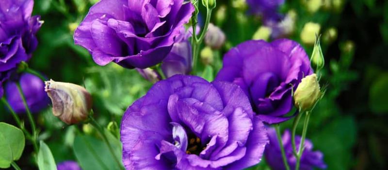 Hoa cát tường biểu hiện cho lòng biết ơn