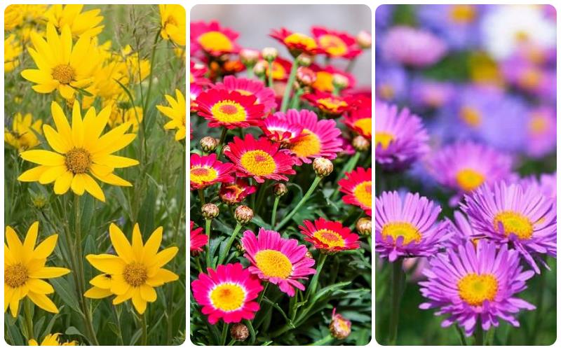 Ý nghĩa màu sắc khác của cúc họa mi