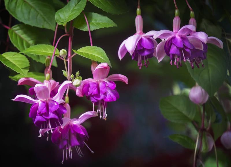 Tìm hiểu Fuchsia là hoa gì