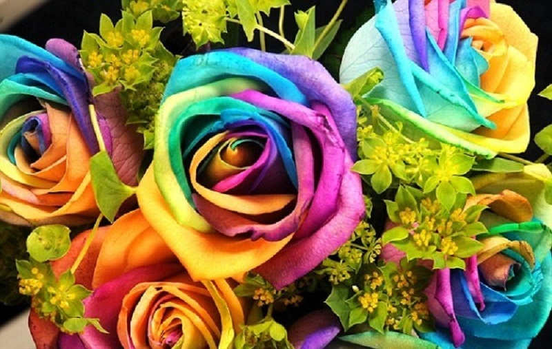 Giá của hoa hồng Ecuador