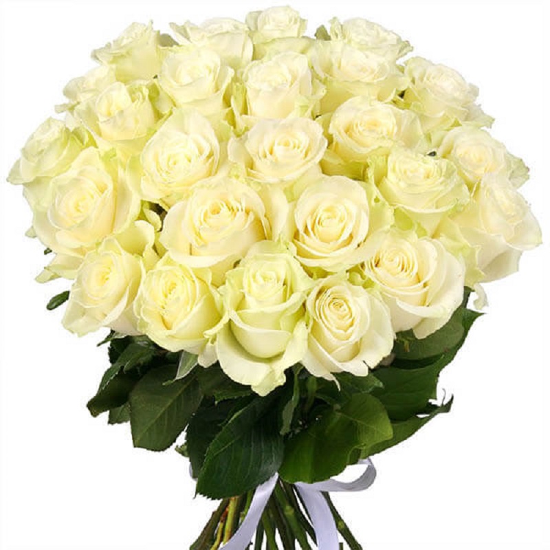 Hoa hồng Ecuador có những màu nào