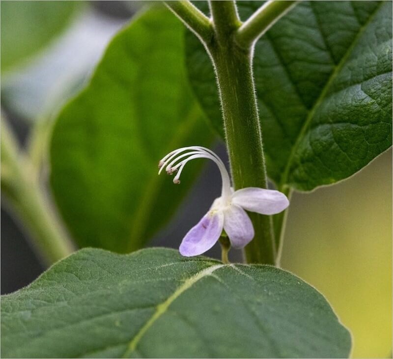 Đặc điểm của loài hoa phong lan