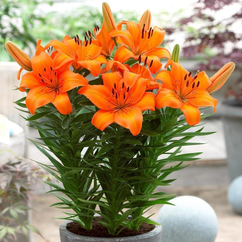Hoa ly màu cam thể hiện cho sự giàu có