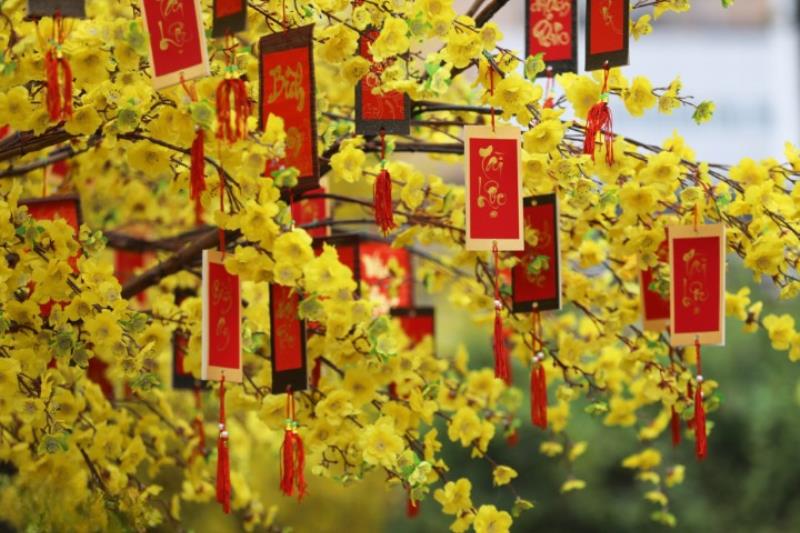 Ý nghĩa của hoa mai trong ngày Tết