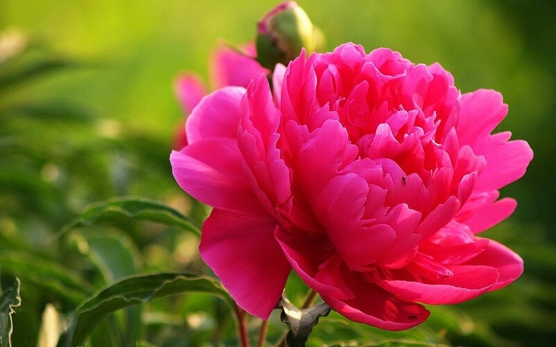 Hoa mẫu đơn có vẻ đẹp rực rõ