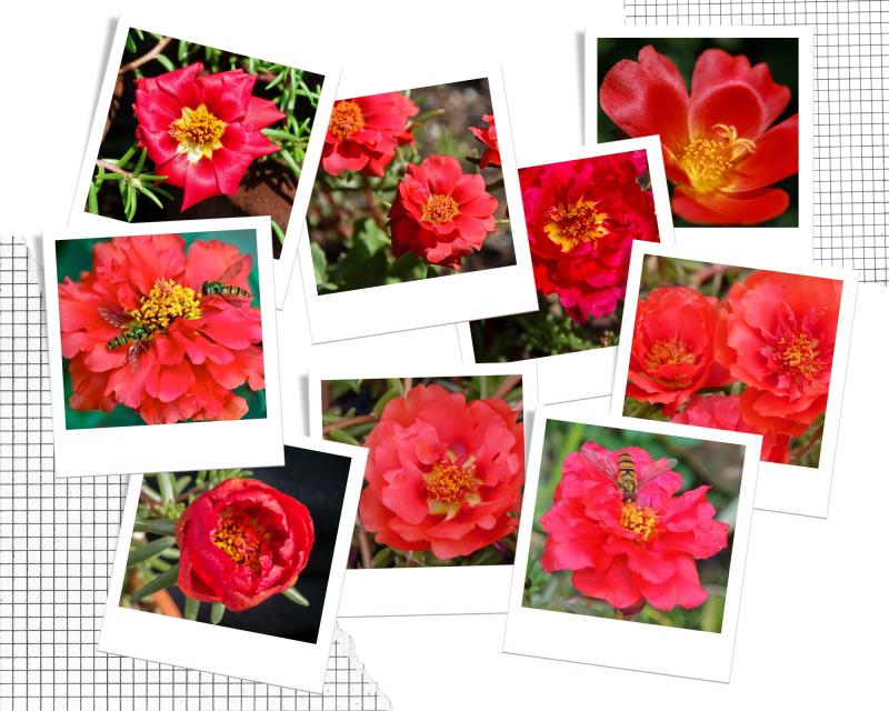 Hoa mười giờ màu đỏ tượng trưng cho tình yêu