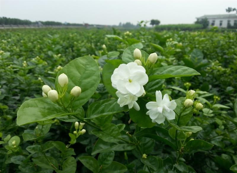 Hoa nhài khá dễ trồng và dễ chăm sóc