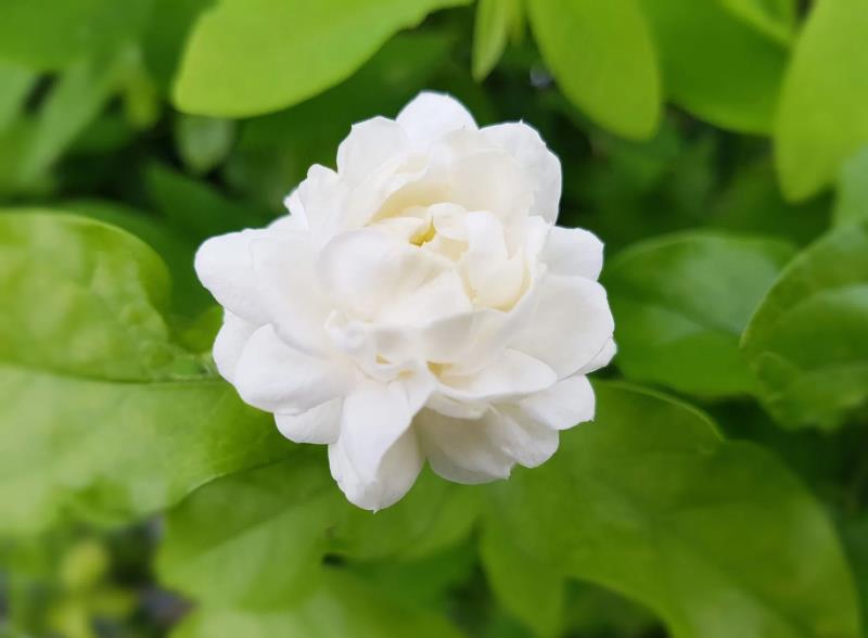 Hoa nhài là loài hoa có vẻ đẹp trong trắng thuần khiết