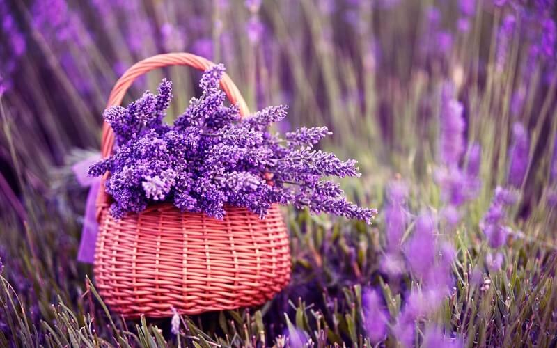 Hoa oải hương còn có tên gọi khác là lavender
