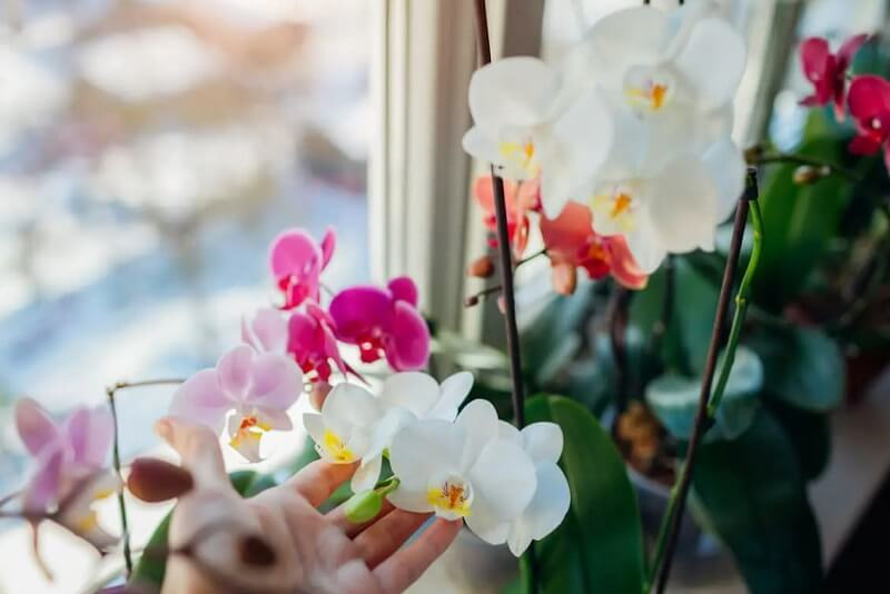 Tổng quan về loài hoa phong lan