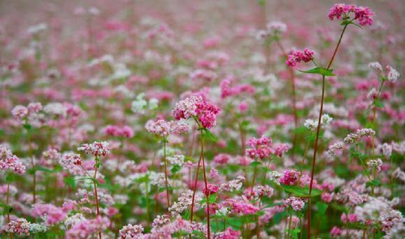 Loại hoa đặc trưng Tây Bắc