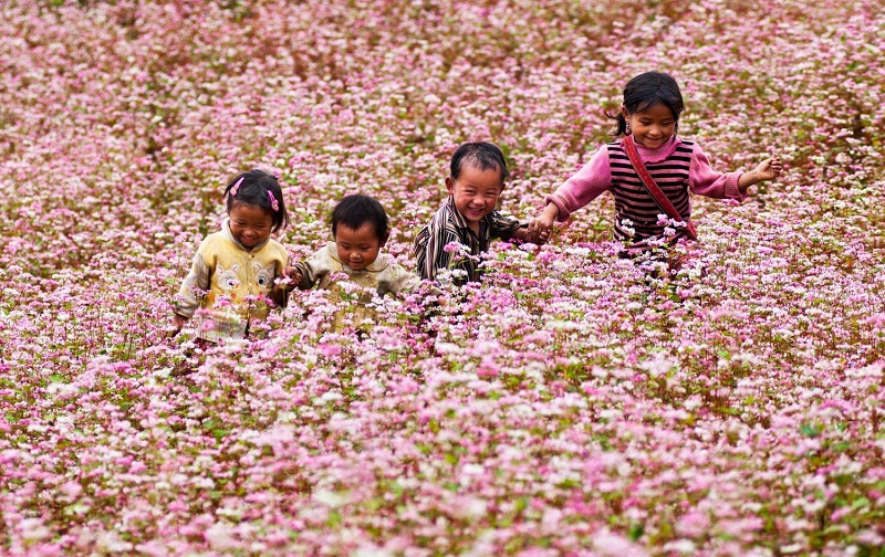 Sự tích về hoa tam giác mạch