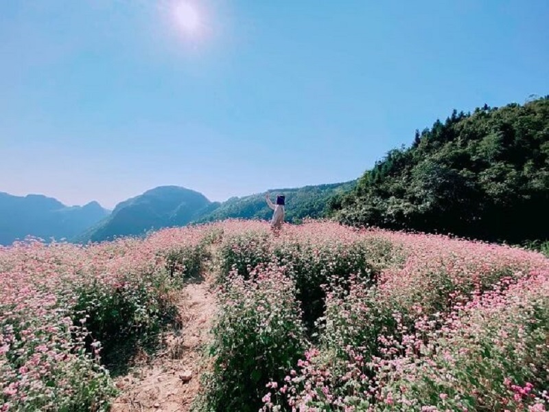 Sử dụng để làm thuốc