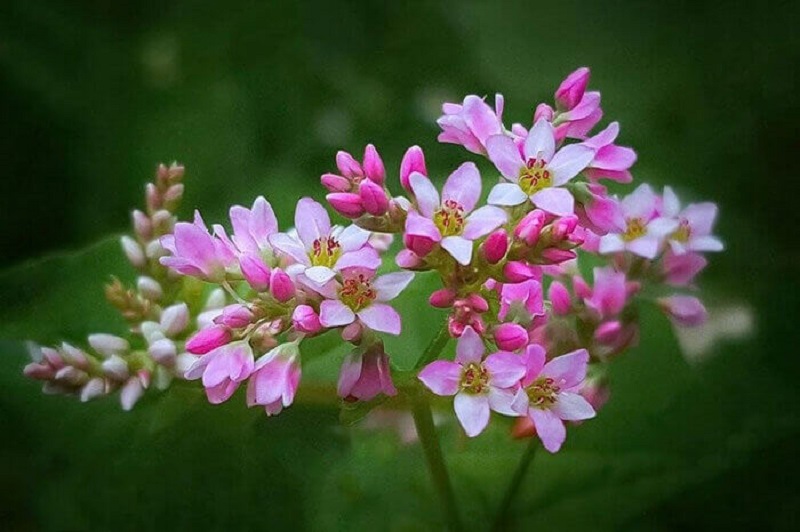 Hoa tam giác mạch là gì