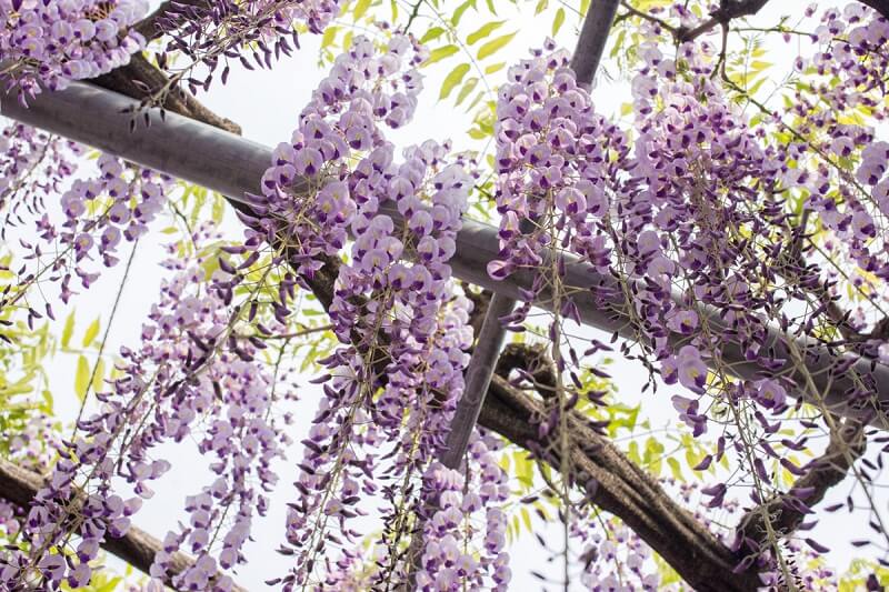 Ở nước ta hoa Tử Đằng nở vào tháng 2 và tháng 3