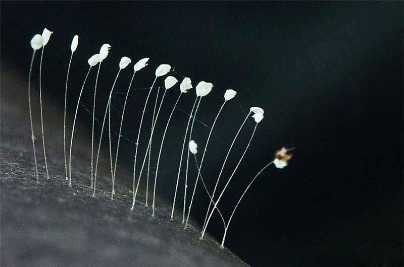 Hoa ưu đàm thực chất là nấm nhầy theo góc nhìn khoa học