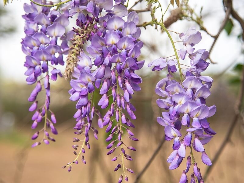 Hoa Wisteria cũng được trồng ở phương Tây