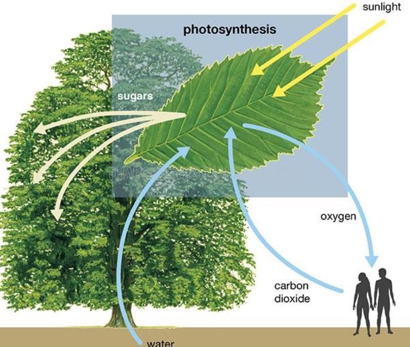 Chi tiết về hoạt động của quá trình quang hợp