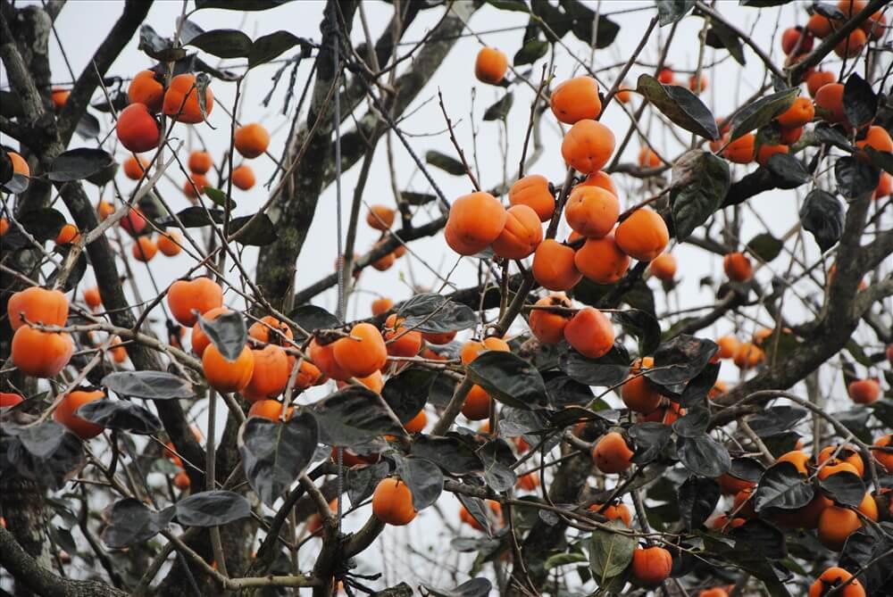 Hồng Đà Lạt hấp dẫn