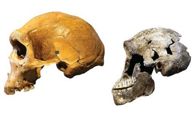 Biết được quá trình tiến hóa của con người thông qua hóa thạch hộp sọ