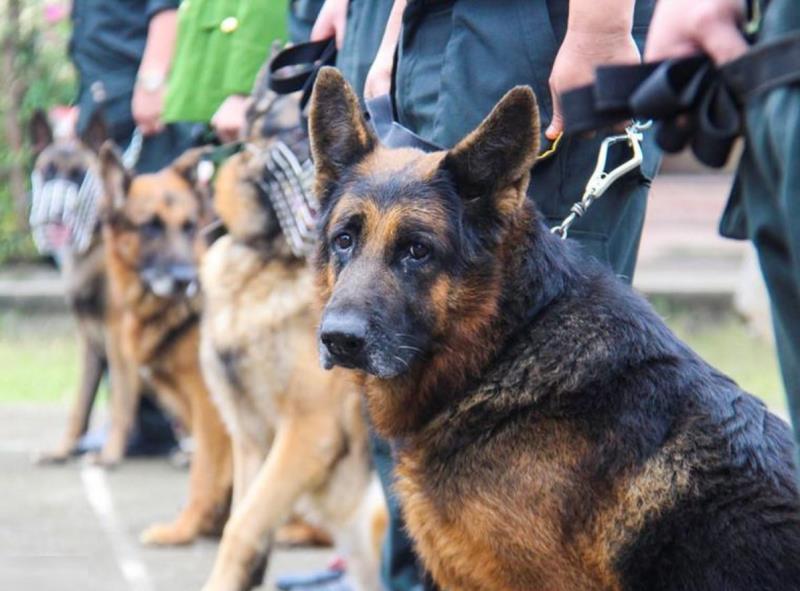 Chó nghiệp vụ được huấn luyện với nhiều mục đích khác nhau