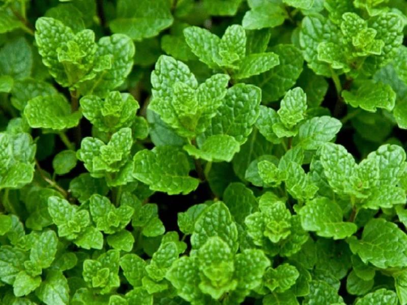 Khái niệm húng lủi là gì